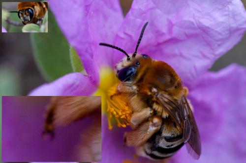 Réf. 162 350 : Eucera sp.