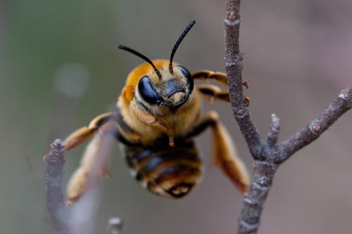 Réf. 162 477 : Eucera sp.
