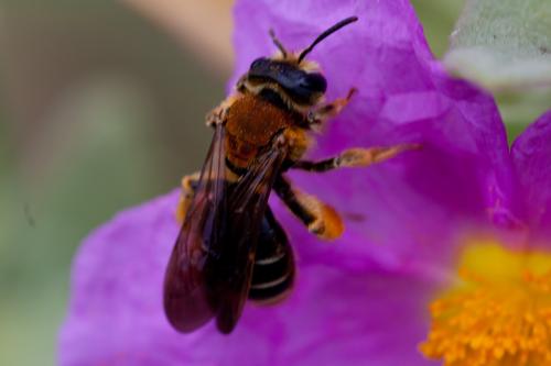 Réf. 162 478 : Andrena limbata