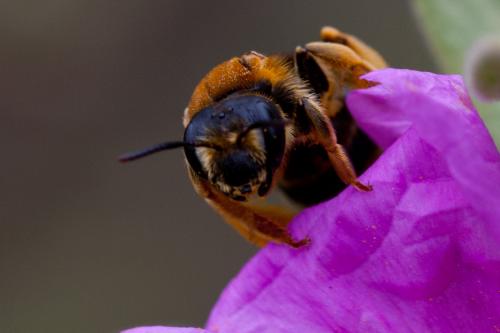Réf. 162 479 : Andrena limbata