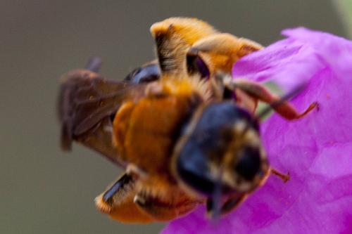 Réf. 162 875 : Andrena limbata