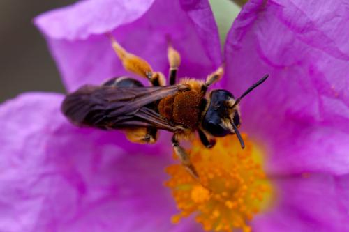 Andrena limbata dusmeti
