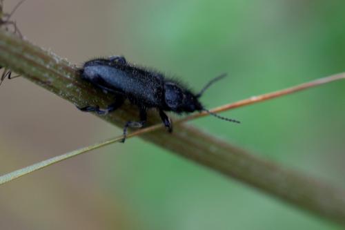 Réf. 162 841 : Enicopus sp.