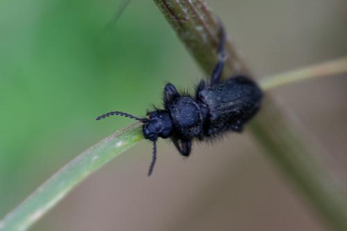Enicopus sp.