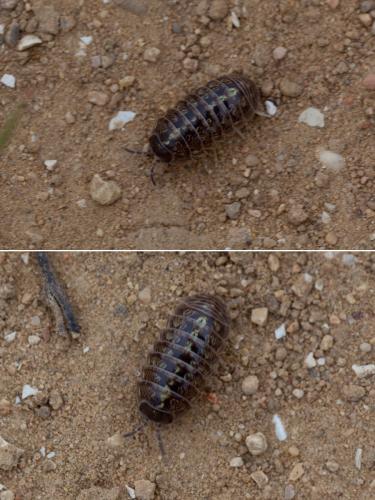 Armadillidium vulgare