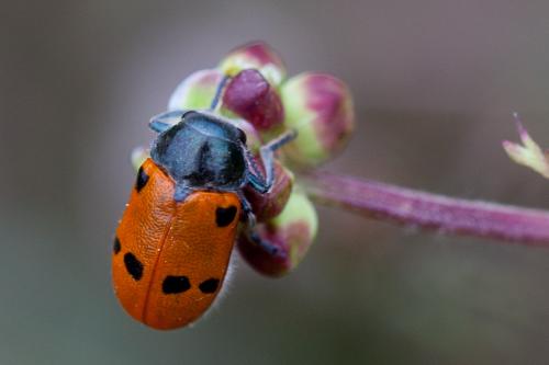 Lachnaia tristigma