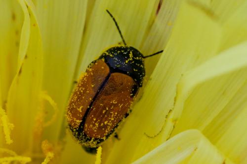 Réf. 162 846 : Cryptocephalus rugicollis