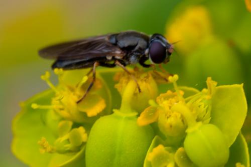 Cheilosia soror