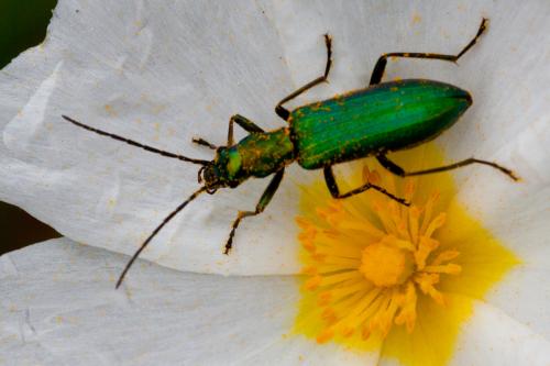 Chrysanthia viridissima