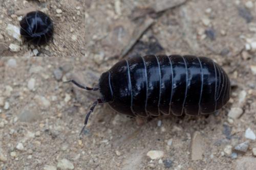 Armadillidium vulgare