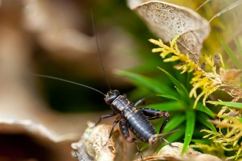 Nemobius sylvestris sylvestris