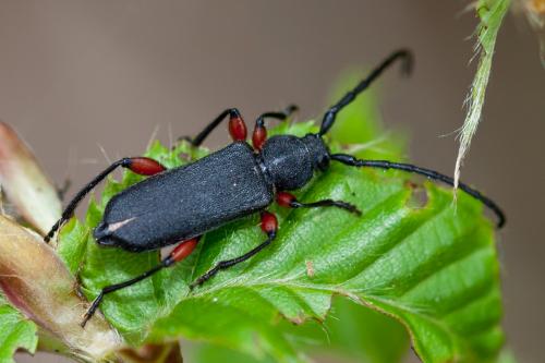 Ropalopus femoratus