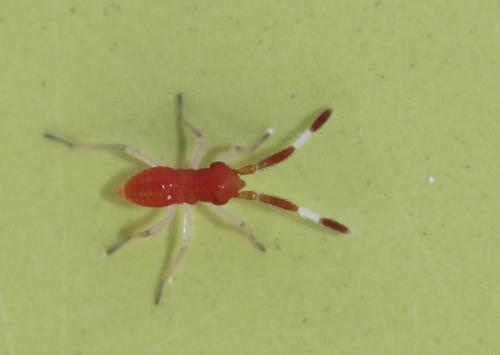 Heterotoma planicornis