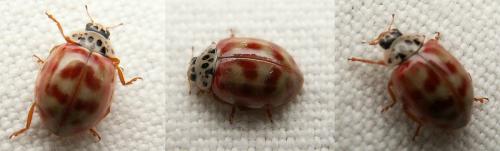 Harmonia quadripunctata