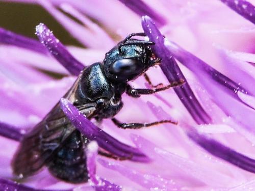 Ceratina sp.