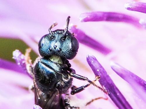 Ceratina sp.