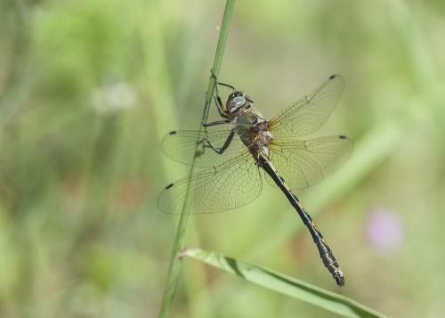 Oxygastra curtisii