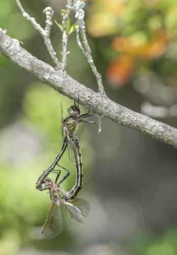 Oxygastra curtisii