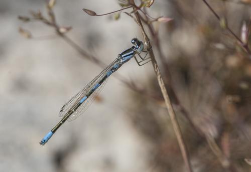 Coenagrion caerulescens