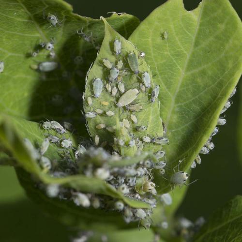 Hyadaphis passerinii