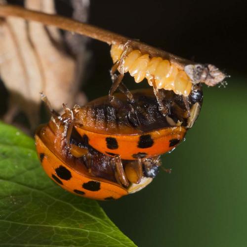 Harmonia axyridis