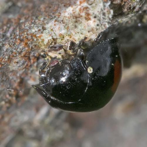 Chilocorus renipustulatus
