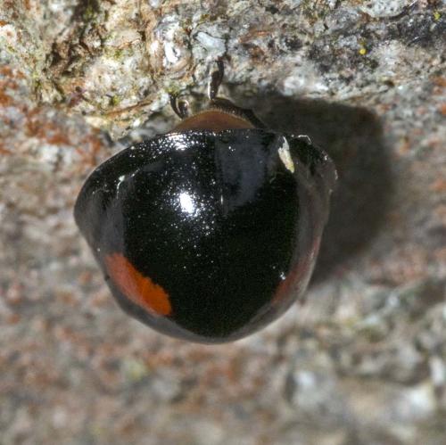Chilocorus renipustulatus
