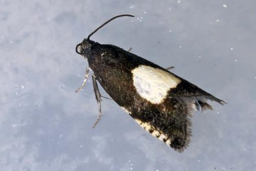 Pammene trauniana