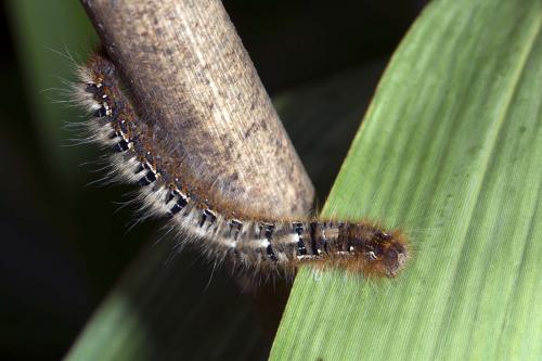 Réf. 162 054 : Lasiocampa quercus