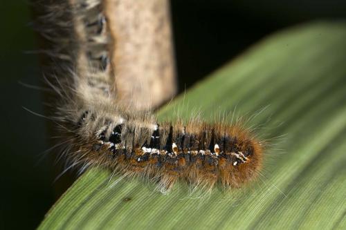 Lasiocampa quercus