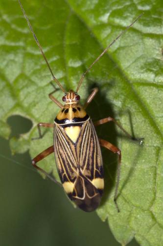 Réf. 162 207 : Rhabdomiris striatellus