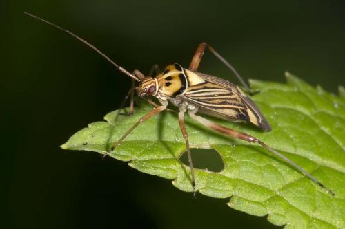 Rhabdomiris striatellus