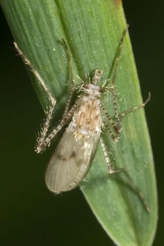Réf. 162 156 : Chaoborus pallidus