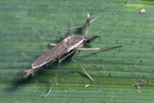 Chaoborus crystallinus