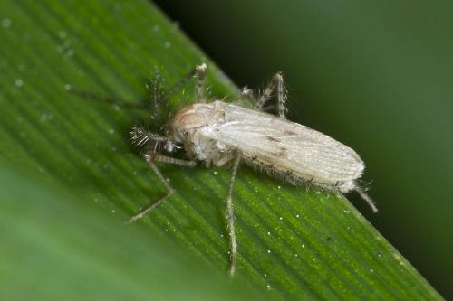 Réf. 162 154 : Chaoborus pallidus