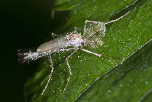 Réf. 162 153 : Chaoborus pallidus