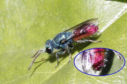 Chrysis sp.