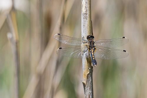 Réf. 162 627 : Leucorrhinia caudalis
