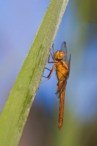 Réf. 162 028 : Crocothemis erythraea