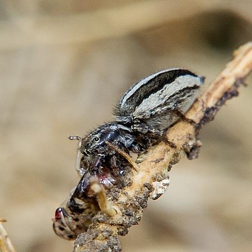 Phlegra fasciata