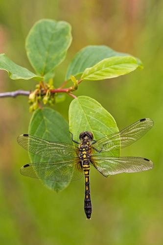 Leucorrhinia albifrons