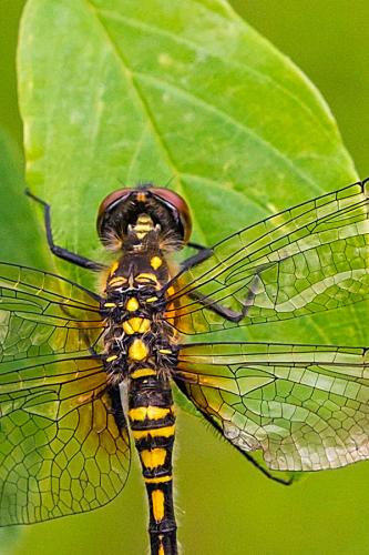 Leucorrhinia albifrons