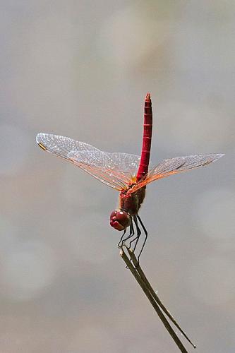 Réf. 162 714 : Sympetrum fonscolombii