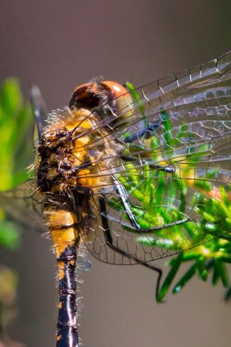 Réf. 162 993 : Leucorrhinia caudalis