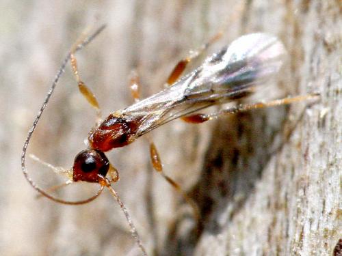 Doryctinae