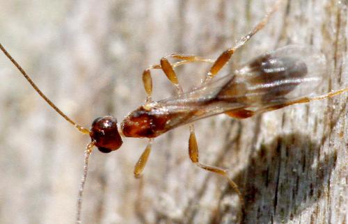 Doryctinae