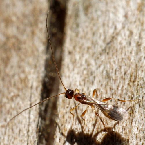 Doryctinae