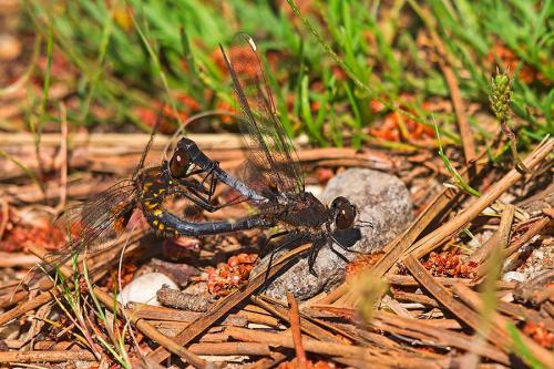 Réf. 162 625 : Leucorrhinia caudalis
