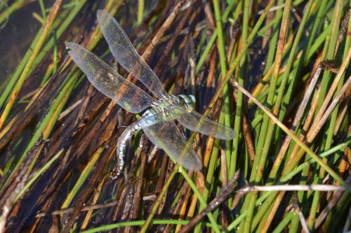 Anax imperator