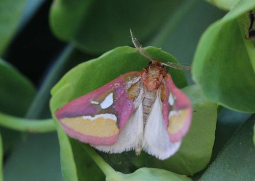 Axia margarita